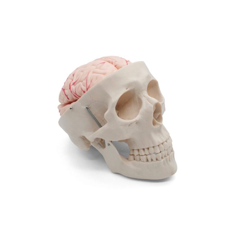 CRÁNEO CON CEREBRO