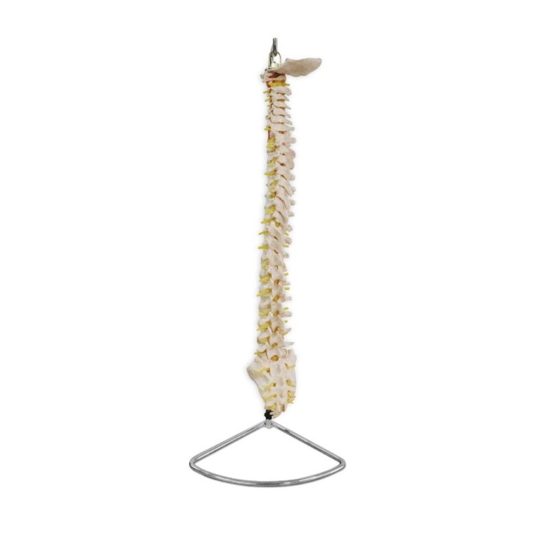 COLUMNA VERTEBRAL