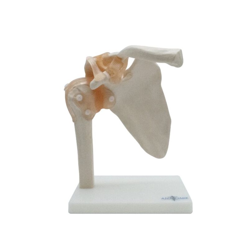ARTICULACIÓN DE HOMBRO