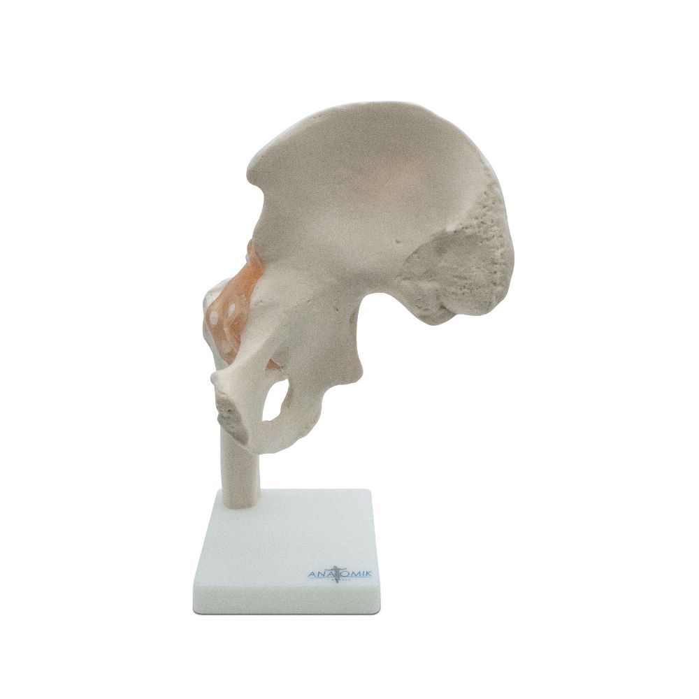 ARTICULACIÓN DE CADERA