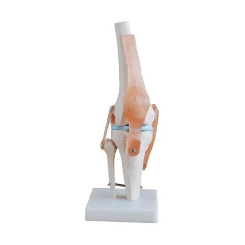ARTICULACIÓN DE RODILLA
