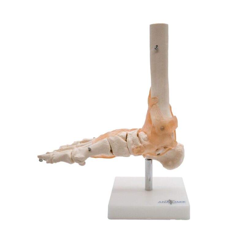 ARTICULACIÓN DE PIE CON LIGAMENTOS