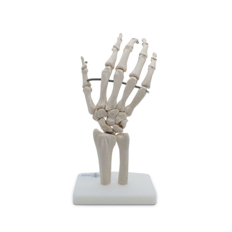 ARTICULACIÓN DE MANO