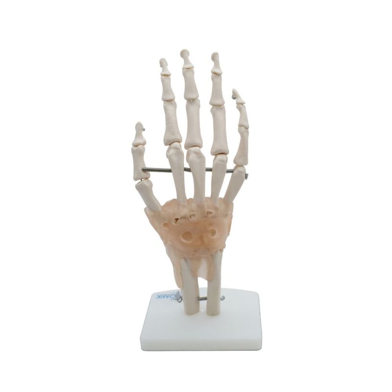 ARTICULACIÓN DE MANO CON LIGAMENTOS