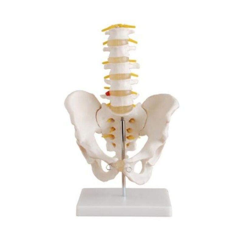 PELVIS CON 5 VÉRTEBRAS LUMBARES