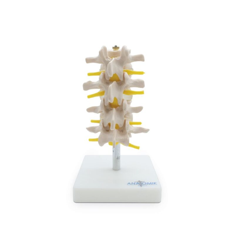 SET LUMBAR 4 PIEZAS
