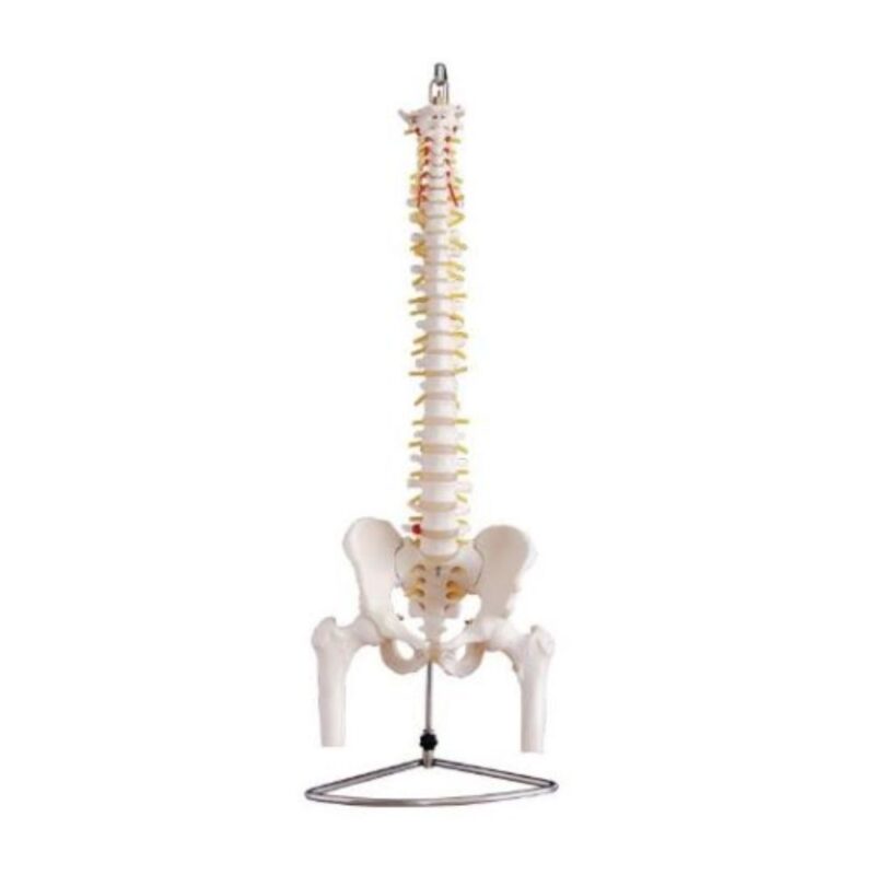 COLUMNA VERTEBRAL CON PELVIS Y FÉMUR
