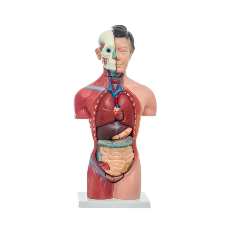 TORSO FEMENINO 13 PARTES