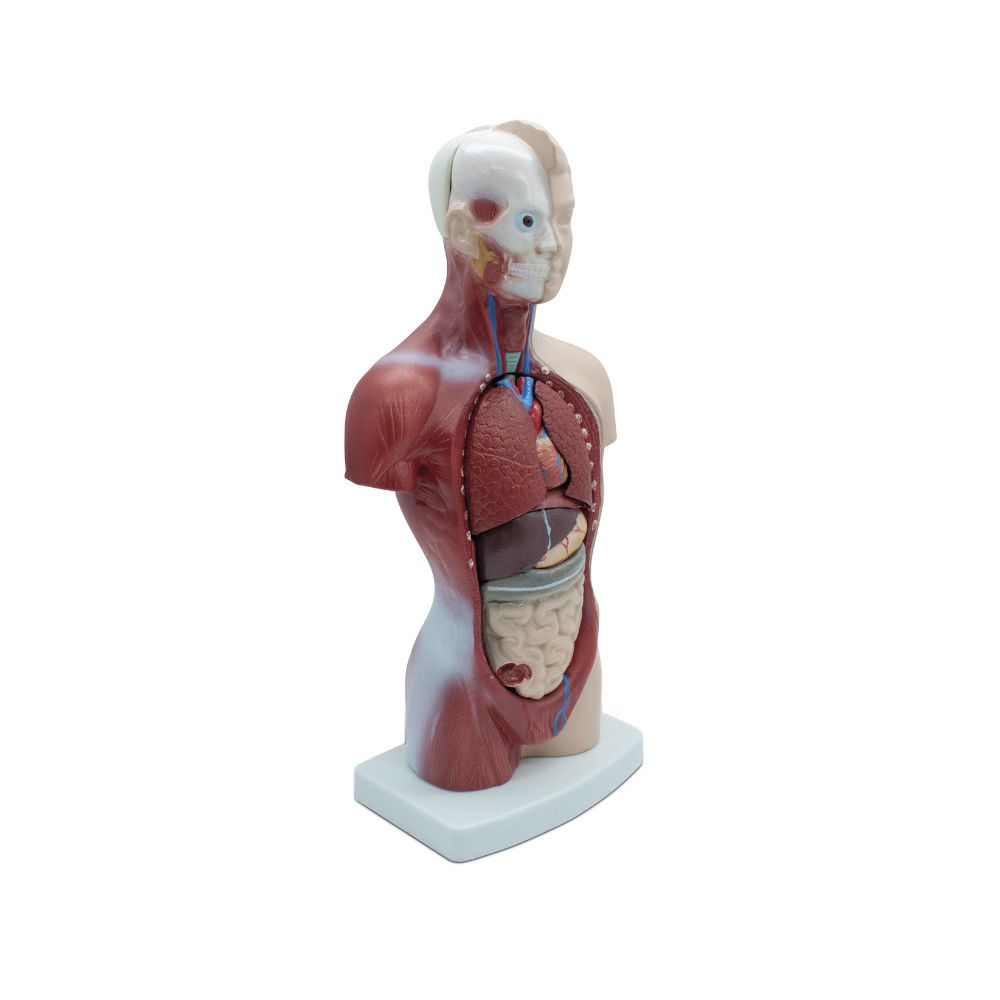 MINI TORSO NEUTRAL 15 PARTES