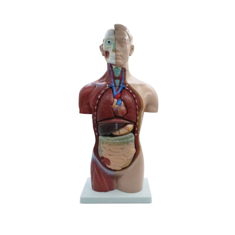 TORSO NEUTRAL 18 PARTES